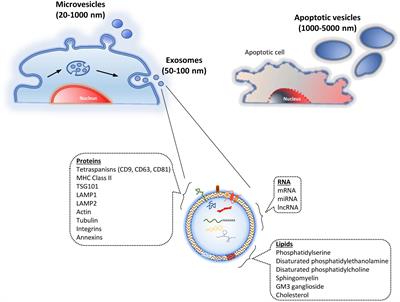 Extracellular Vesicles Derived From Mesenchymal Stem Cells (MSC) in Regenerative Medicine: Applications in Skin Wound Healing